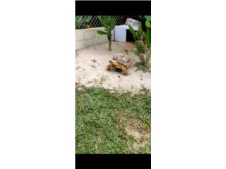 Se vende tortuga Sulcata  Puerto Rico