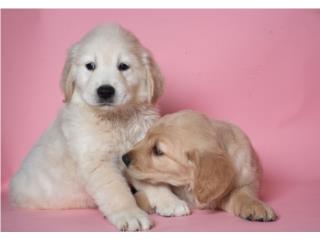 Puerto Rico Golden Retriever AKC Puppies, Perros Gatos y Caballos