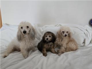 Puerto Rico Hermosa Camada Toy Poodle , Perros Gatos y Caballos