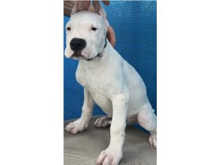 Dogo argentino Puro Puerto Rico