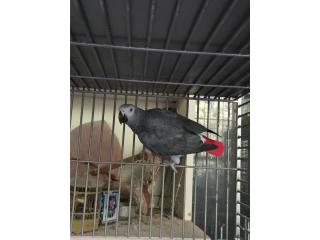 Puerto Rico African Grey Congo MACHO adulto, Perros Gatos y Caballos