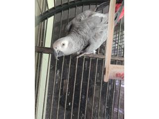 Puerto Rico African grey MACHO , Perros Gatos y Caballos