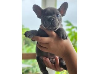 Puerto Rico French Bulldog, Perros Gatos y Caballos