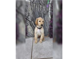 Puerto Rico Afghan hound, Perros Gatos y Caballos