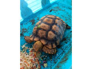 Tortuga sulcata  Puerto Rico