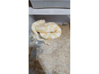 Boll python albino  Puerto Rico