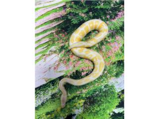 Serpiente ball python (Albina) Puerto Rico