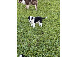 Border collie Puerto Rico