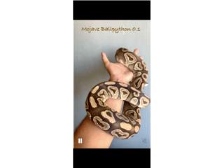 Mojave Hembra Adulta Puerto Rico