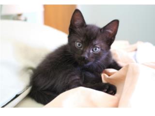 Gatitos para Adopción  Puerto Rico
