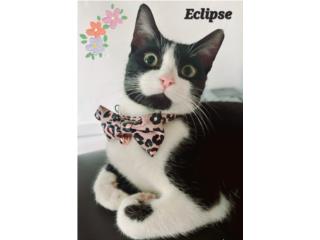 Hermosa Tuxedo buscando hogar Puerto Rico
