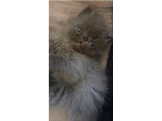 Hermoso gatito persa Blue chato  Puerto Rico
