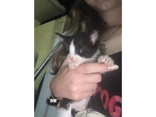 Gatitos bebés que nacieron el 14 de febrero  Puerto Rico