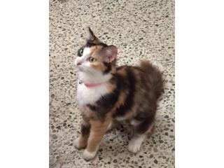 Hermosa Gatita Calico Puerto Rico