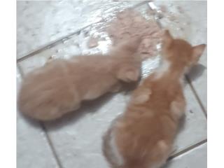 Gatitos para adopción  Puerto Rico