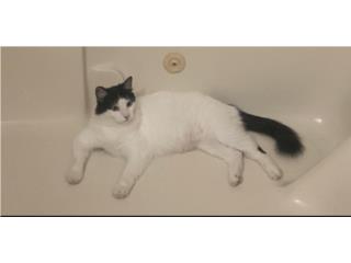 Regalo Gato   Puerto Rico