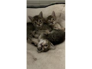 Gatitos machos en adopcin  Puerto Rico