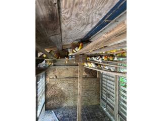 Se venden lovebirds Puerto Rico