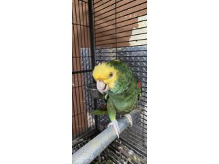 Amazona Doble Yellow Puerto Rico
