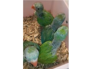 Rigneck verdes $250 y verde en violeta $280 Puerto Rico