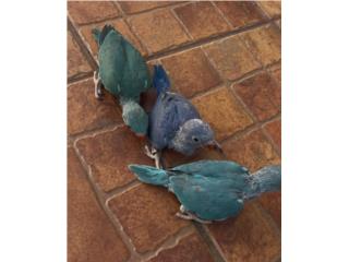 Ringneck bebes azul y violeta Puerto Rico