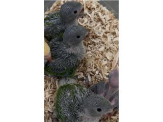Ringneck verdes handfeed Puerto Rico