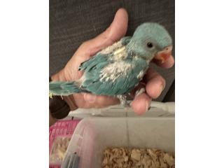 BB cotorra ringneck Azul Puerto Rico