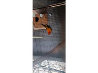 Sun conure macho Puerto Rico