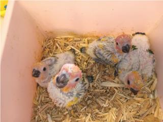 Cotorritas Son Conure para mascota  Puerto Rico