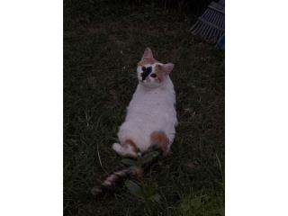 Gatita clico esterilizada  Puerto Rico