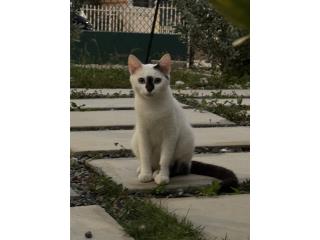 Gatito castrado Puerto Rico