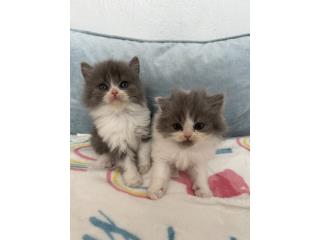 HERMOSOS GATITOS PERSA  Puerto Rico