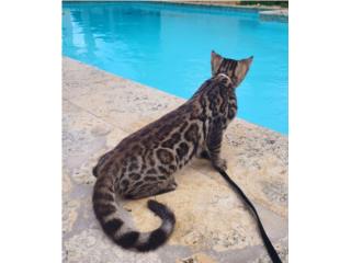 Bengals Cats Puerto Rico