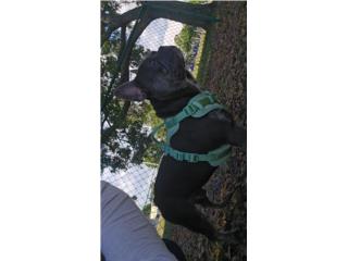 Venta - Sale - French bulldog Pets, Mascotas Miami Florida
