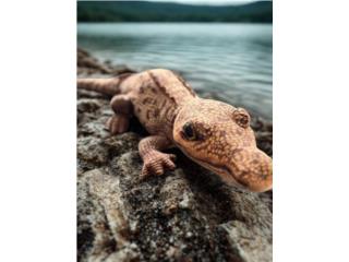 PELUCHES DE COCODRILOS, Puerto Rico