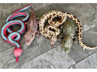 VARIEDAD DE PELUCHES DE SERPIENTES Y COCODRIL