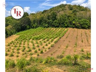 FINCA de 13 cuerdas en Bo Turabo