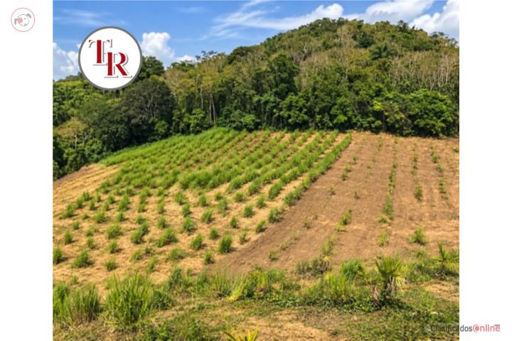 FINCA de 13 cuerdas en Bo Turabo