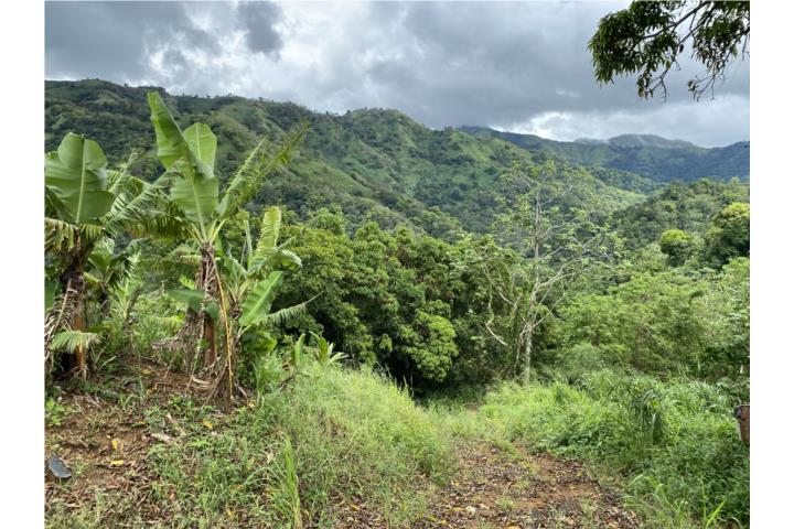 Puerto Rico Ranch Rancheras Puerto Rico, Venta Bienes Raíces Yauco Puerto Rico, Real ...
