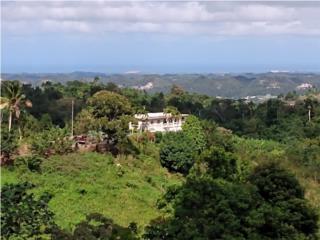 Puerto Rico - Bienes Raices VentaFINCA-casa 18.5 acres Corozal $249,500 Puerto Rico