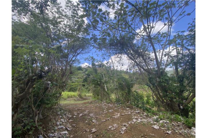 Palo Seco Puerto Rico