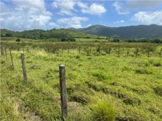 Puerto Rico - Bienes Raices VentaAgricultural Vacant Land - FOR SALE Puerto Rico