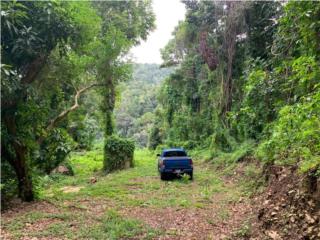 Puerto Rico - Bienes Raices VentaFinca 20 cuerdas colindante Cascada y Charca Puerto Rico