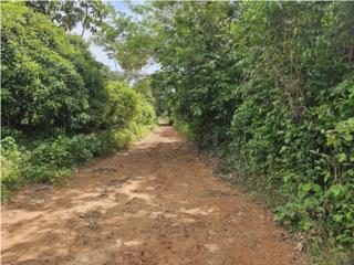 Puerto Rico - Bienes Raices VentaFor Sale: Prime Land in Barrio Celada, Gurabo Puerto Rico