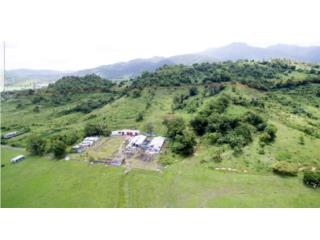 Puerto Rico - Bienes Raices VentaThe best farm in Naguabo, Prince farm Puerto Rico