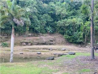 Puerto Rico - Bienes Raices VentaHermosa finca en Bo.Cordillera, Ciales Puerto Rico