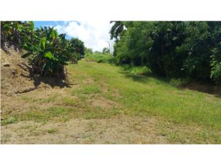 Ceiba Norte Puerto Rico