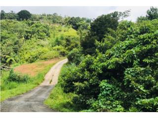 Puerto Rico - Bienes Raices VentaFinca de 14.7 cuerdas Barrio Monte Llano Puerto Rico