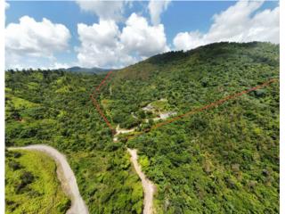 Puerto Rico - Bienes Raices Venta43 Cuerdas Bosque Estatal de Carite Puerto Rico