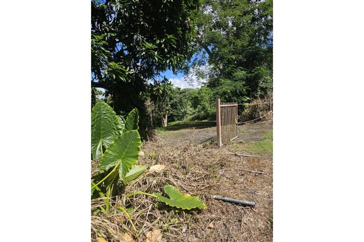 Minillas Puerto Rico Bayamón